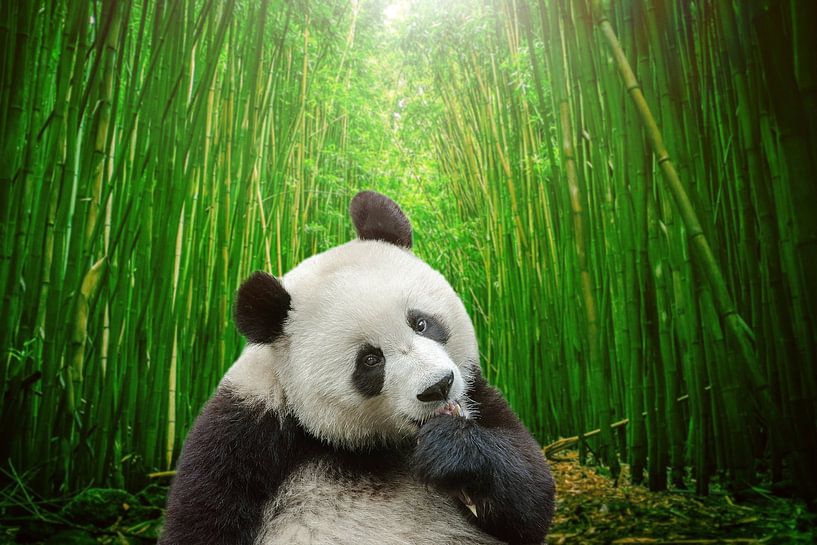 Pandabär mit Bambuswald-Hintergrund von Chi