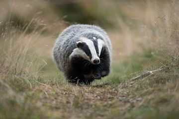 European Badger ( Meles meles ) running along a badger's path sur wunderbare Erde