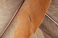 Simplicity in lines: Close-up of feathers