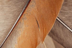 Einfachheit der Linien: Nahaufnahme von Federn