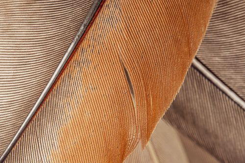 Eenvoud in lijnen: Close-up van veren