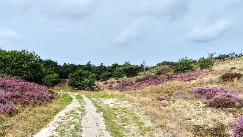 Walking in the dunes of Berg by Ronald Smits