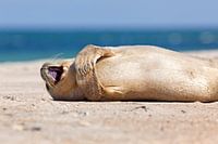 Blij zeehondje op het strand