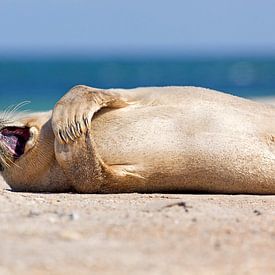 Blij zeehondje op het strand