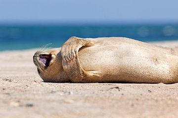 Glückliche Robbe am Strand