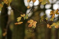 Feuilles d'automne