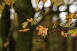 Autumn leaves