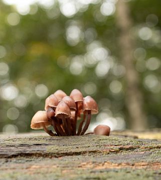Pilze auf einem Baumstamm. von Marloes ten Brinke