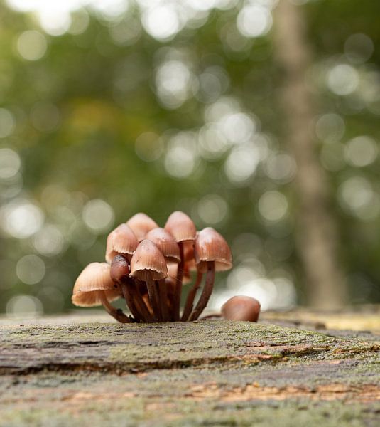 Mushrooms on a tree trunk. by Marloes ten Brinke