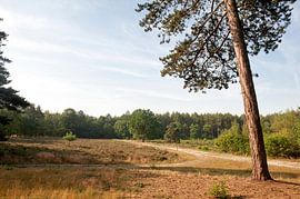 Heidelandschaft im Valtherbos. von Richard Wareham
