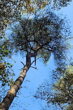 Kroon van de boom in het bos van Ines Thun