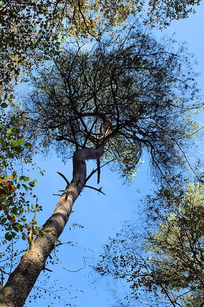 Kroon van de boom in het bos van Ines Thun