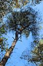 Kroon van de boom in het bos van Ines Thun thumbnail