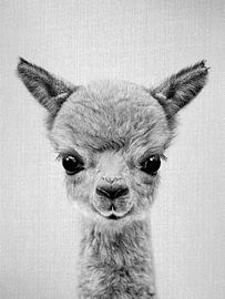 Baby Alpaca - Black & White by Gal Design