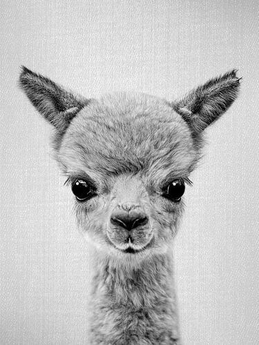 Baby Alpaca - Black & White