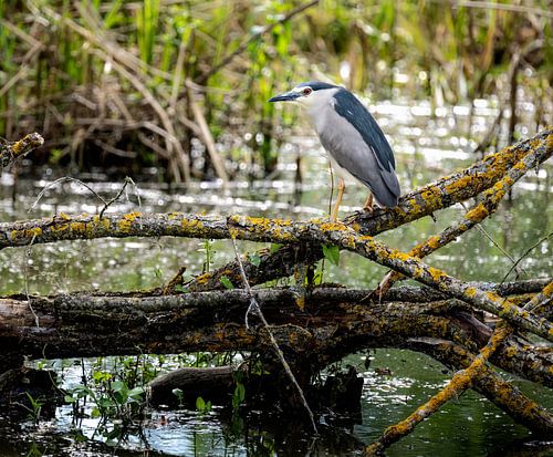Héron de nuit perché sur une branche au-dessus de l'eau