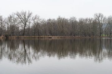 Reflet des arbres dénudés dans l'étang du domaine provincial, Brab sur Werner Lerooy