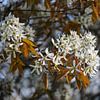 Amelanchier Strauch mit weißen Blüten und kupferfarbenem Laub  von Maren Winter