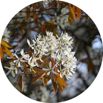 Amelanchier-struik met witte bloemen en koperkleurig blad  van Maren Winter