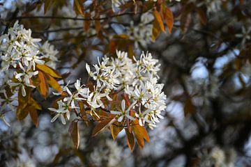Amelanchier-struik met witte bloemen en koperkleurig blad  van Maren Winter