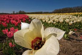 Bloembollenvelden in de bollenstreek von foto-fantasie foto-fantasie