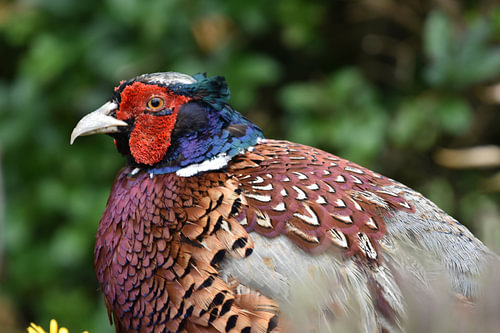 A Pheasant