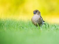 Vink Vrouw