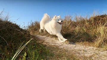 Samoyed van Bo Valentino