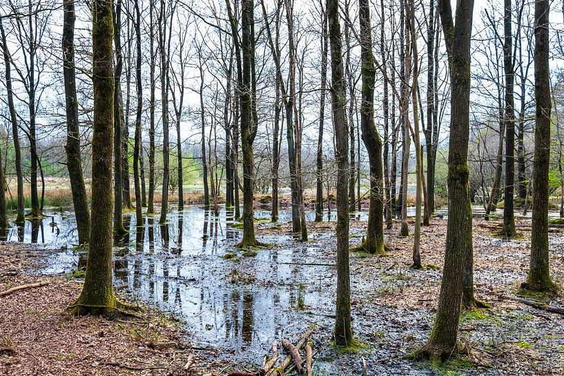 Sumpfige Waldlandschaft Waldgebiet Schoonloo von Evert Jan Luchies
