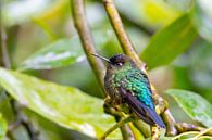 Kolibri von Merijn Loch Miniaturansicht