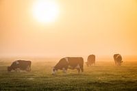 Fries landschap met koeien
