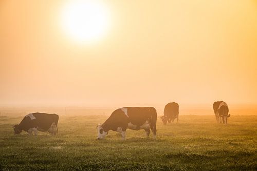Fries landschap met koeien