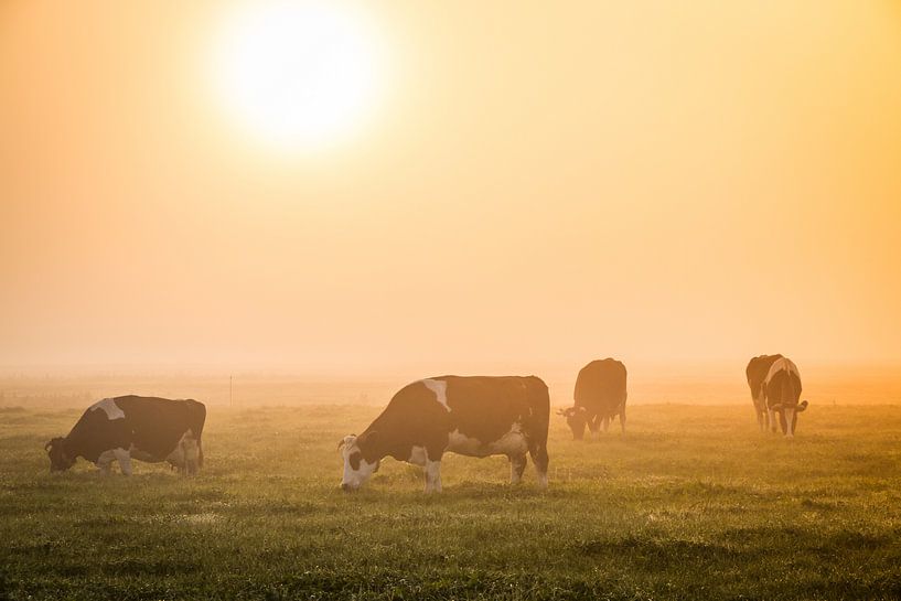 Fries landschap met koeien van Jo Pixel