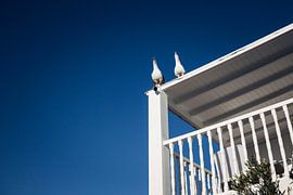 Enthusiastic seagull by Lieke Caminada