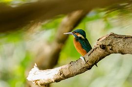 Eisvogel von Alena Holtz