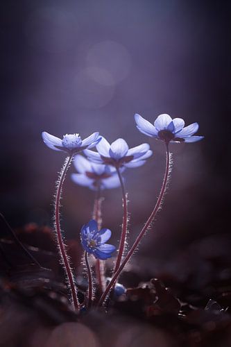 Un peu de lumière pour les jours sombres