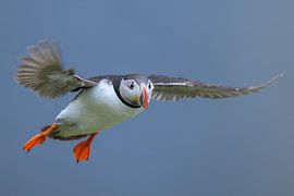 Ready for landing! by Larissa Rand