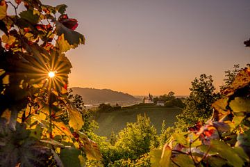 Zonsondergang in de wijngaarden van Hermann Schmider