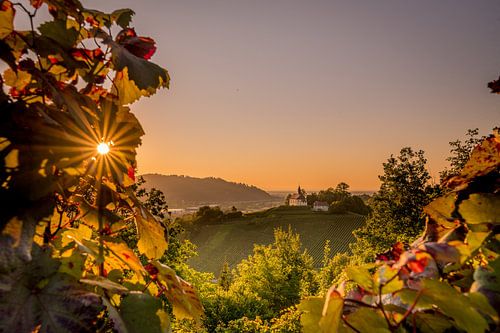 Coucher de soleil dans les vignobles