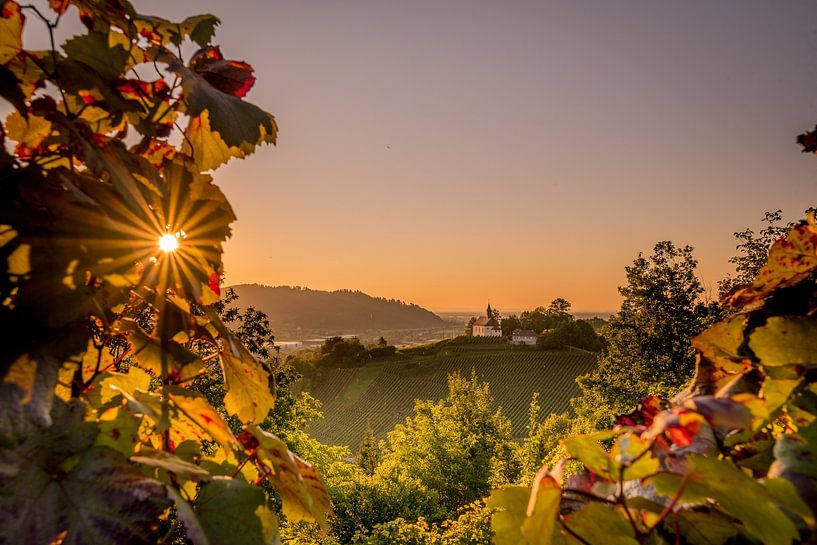Coucher de soleil dans les vignobles par Hermann Schmider