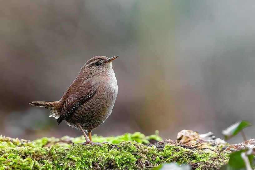 wren by bryan van willigen