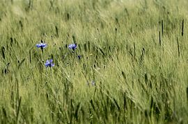 Kornblumen von Karsten Rahn