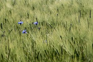 Korenbloemen van Karsten Rahn