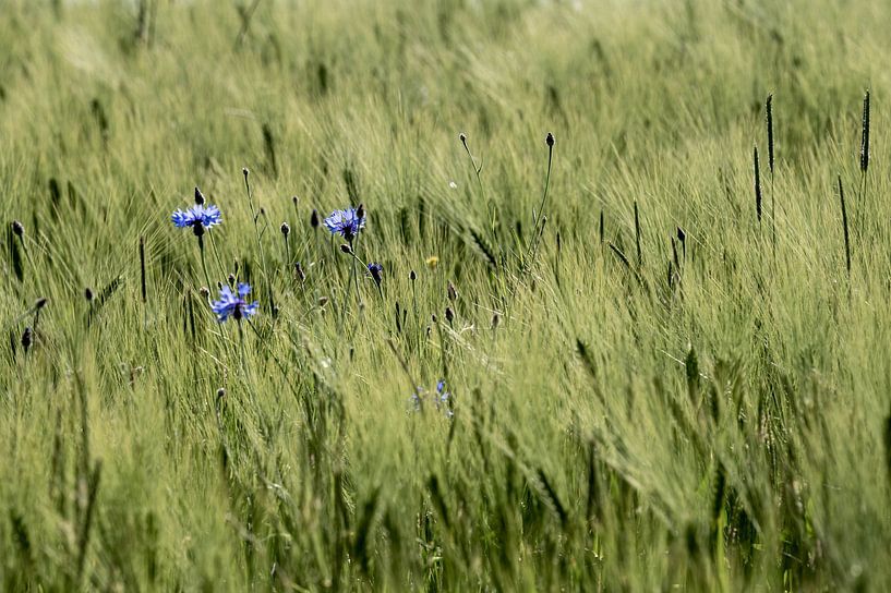 Cornflowers by Karsten Rahn
