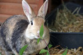 Brown rabbit eats a branch with leaves by cuhle-fotos