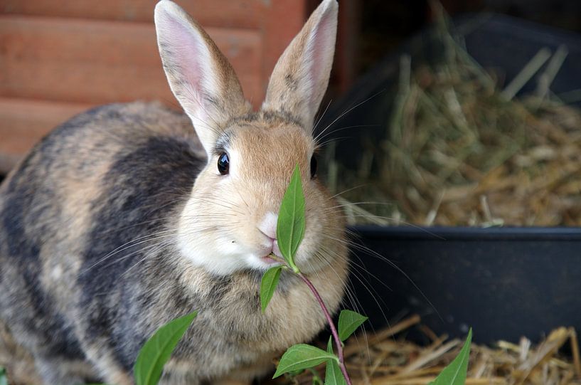 Brown rabbit eats a branch with leaves by cuhle-fotos