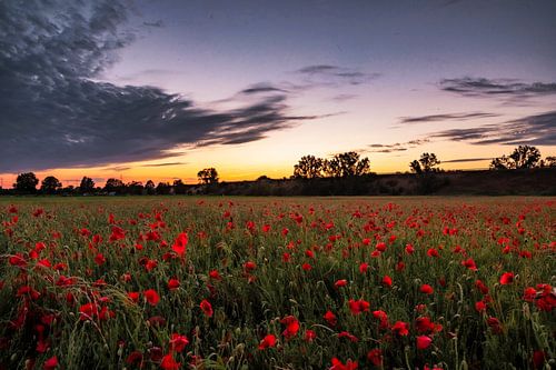 Poppy field in the evening