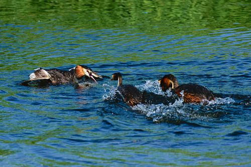 Futen territoriumgevecht