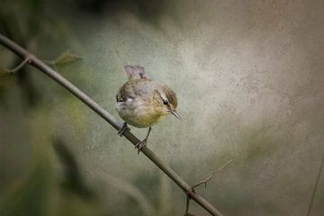 Vogeltje op tak Tedere Blik in Groen van Femke Ketelaar