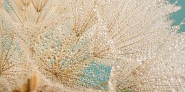 Panorama von Wassertropfen auf einem Tragopogon von Marjolijn van den Berg